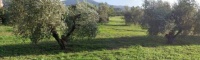 Località Scarlino Scalo Scarlino,Italy,Terreno,Località Scarlino Scalo,2319
