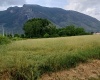 Contrada Sferracavalli,SS 85 Venafrana km 19 Venafrio,Isernia,Italy,Terreno,Contrada Sferracavalli,SS 85 Venafrana km 19,2378