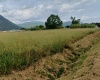 Contrada Sferracavalli,SS 85 Venafrana km 19 Venafrio,Isernia,Italy,Terreno,Contrada Sferracavalli,SS 85 Venafrana km 19,2378