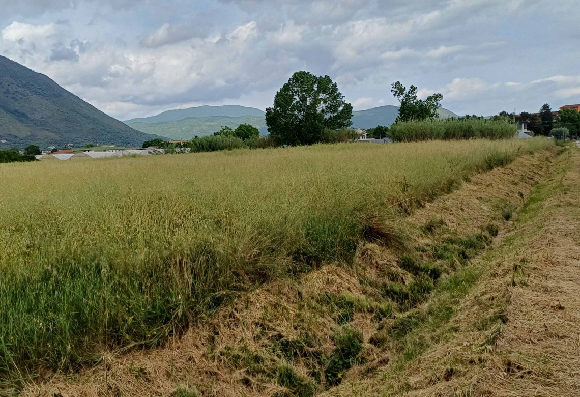 Contrada Sferracavalli,SS 85 Venafrana km 19 Venafrio,Isernia,Italy,Terreno,Contrada Sferracavalli,SS 85 Venafrana km 19,2378