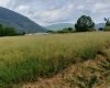 Contrada Sferracavalli,SS 85 Venafrana km 19 Venafrio,Isernia,Italy,Terreno,Contrada Sferracavalli,SS 85 Venafrana km 19,2378