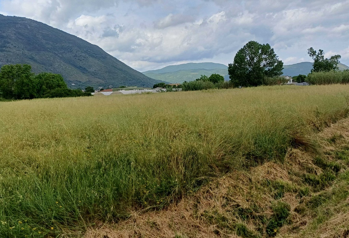 Contrada Sferracavalli,SS 85 Venafrana km 19 Venafrio,Isernia,Italy,Terreno,Contrada Sferracavalli,SS 85 Venafrana km 19,2378